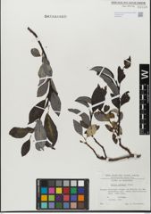 Foto von Salix glabra Scop.